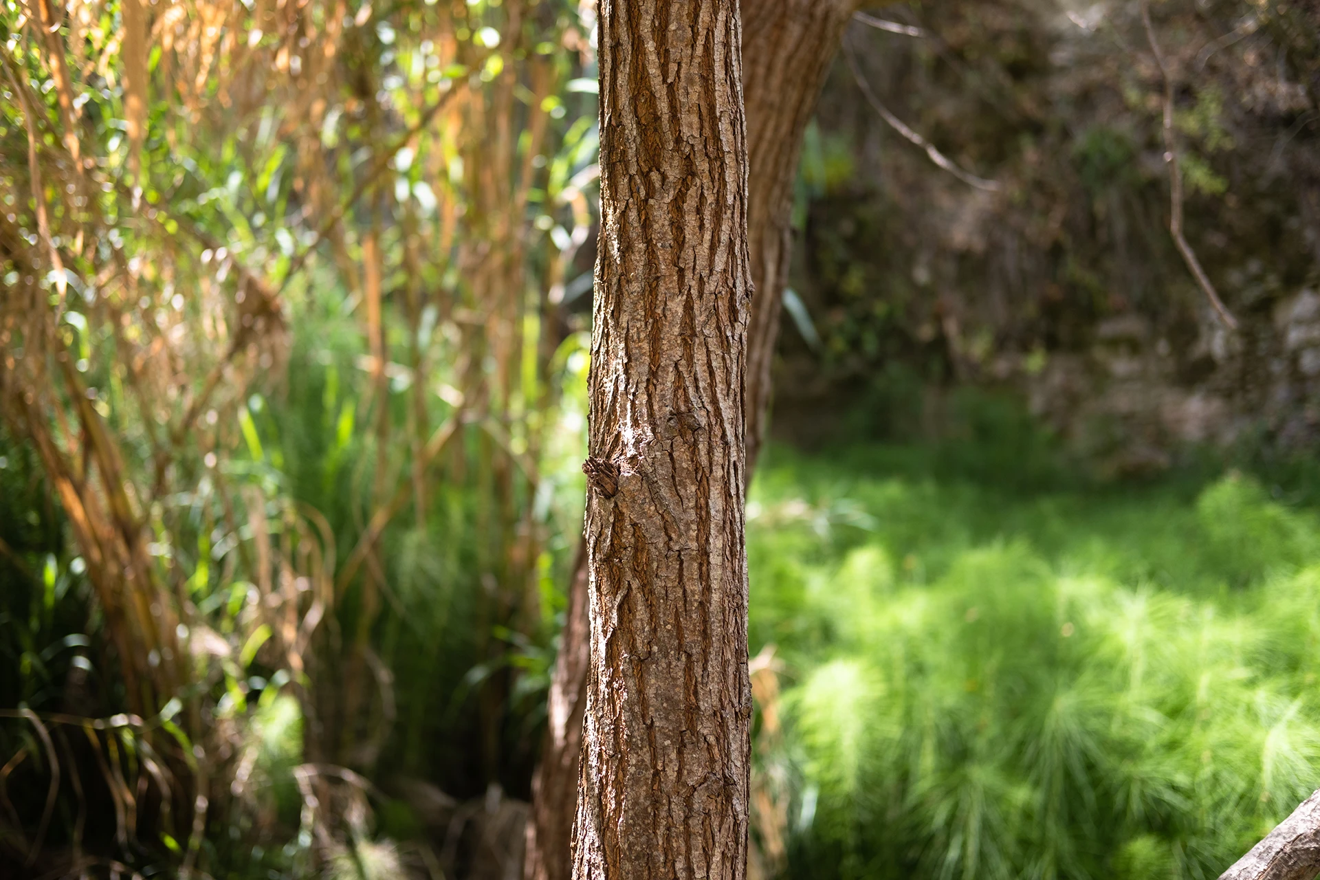 adonis waterfall cyprus