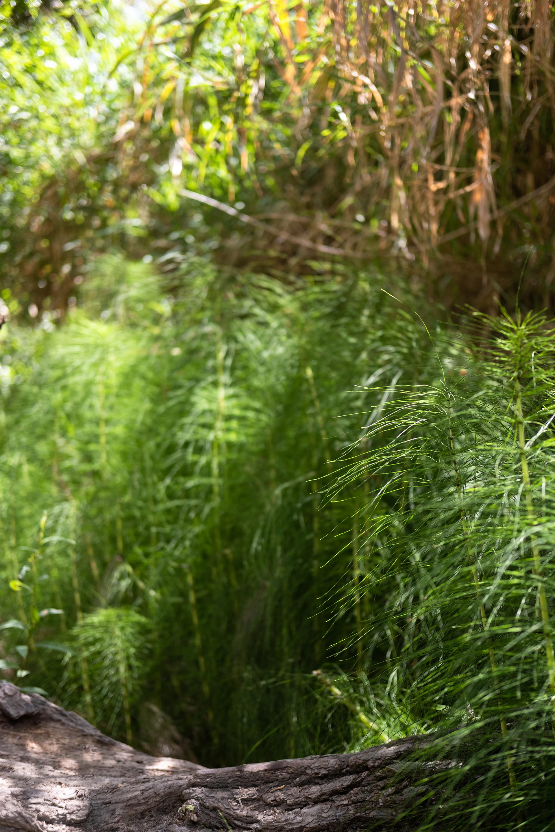 adonis waterfall cyprus